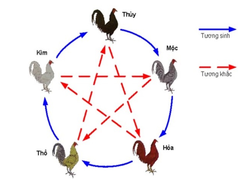 Tương sinh và tương khắc khi chọn màu mạng gà