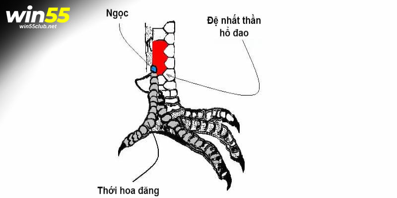 Gà có vảy dặm ở ngón chúa được đánh giá như thế nào