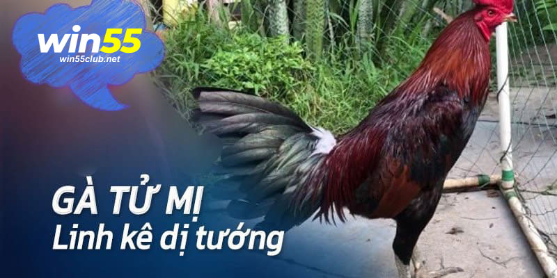 Gà tử mị với đặc điểm dị tướng cùng đòn lối có 1-0-2