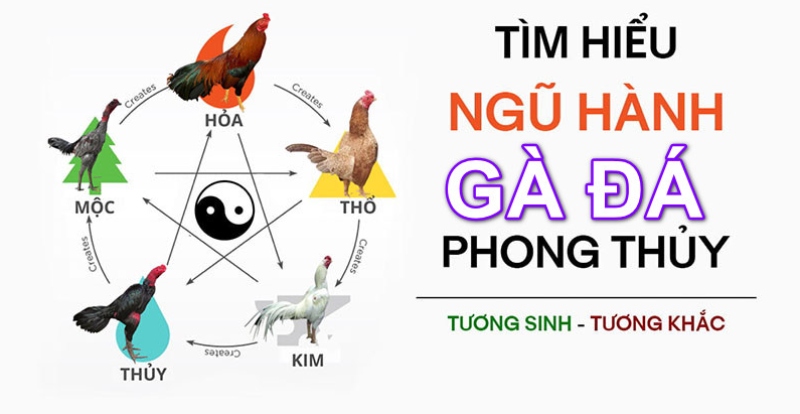 Tìm hiểu về 80 màu mạng gà đá