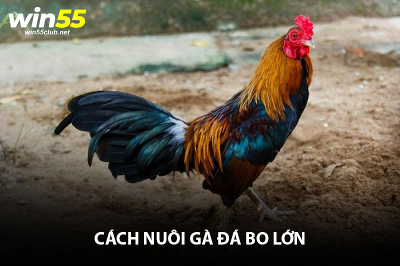 Cách nuôi gà đá bo lớn, tới pin đúng chuẩn kỹ thuật