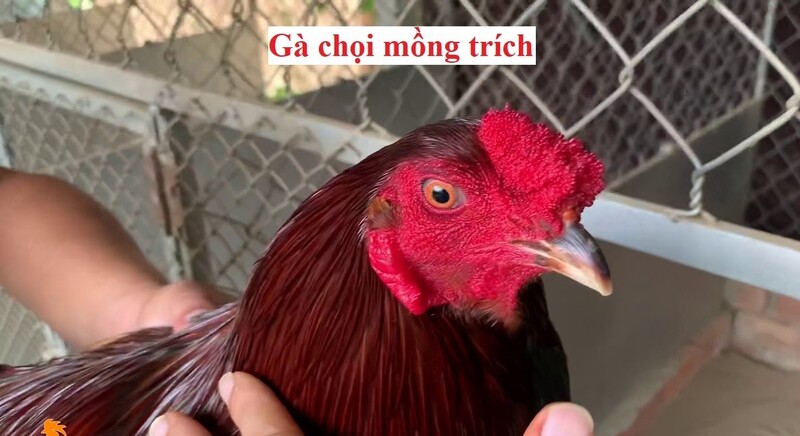 Chiếc mồng trích nhỏ khiến cho chiến kê ít bị tổn thương trong khi thi đấu