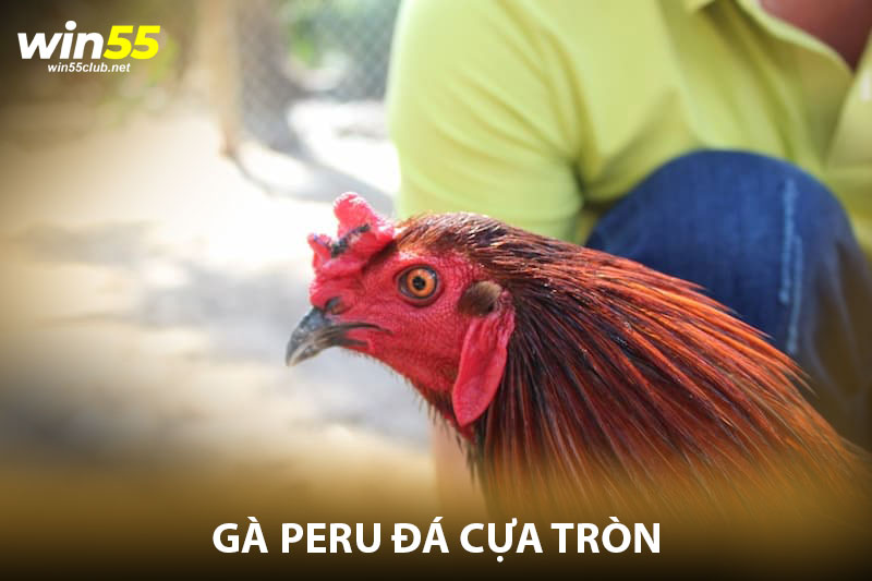 Gà Peru đá cựa tròn - Chiến binh thực thụ của mọi thời đại