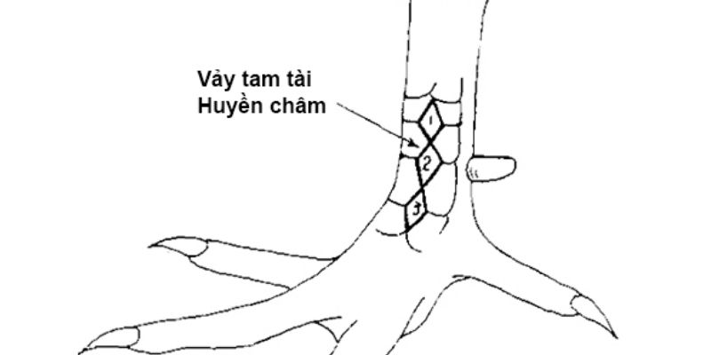 Vảy tam tài huyền trâm cực hiếm