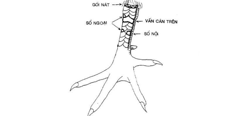 Gà chọi sở hữu vảy gà vấn cán trên được xếp vào hàng linh kê