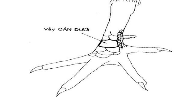 Nên né đặt cược vào vảy gà cán dưới