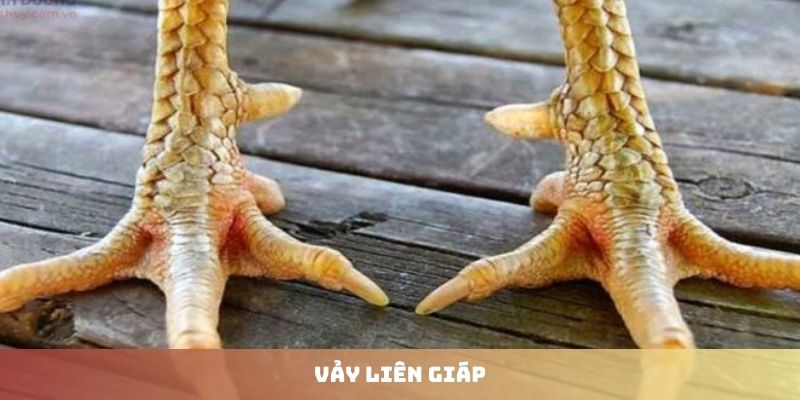 Hướng dẫn cách nhận biết vảy liên giáp