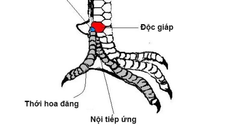 Vị trí vảy thới hoa đăng