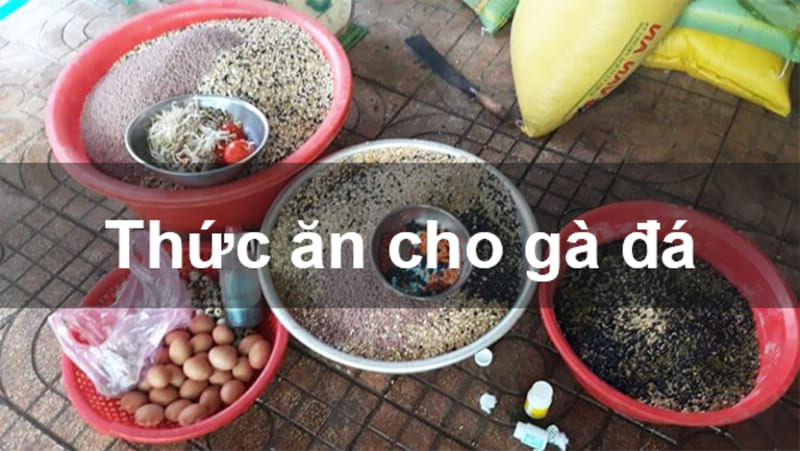 Xây dựng khẩu phần ăn khoa học cho gà chọi Peru đá cựa tròn