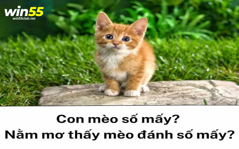 Nằm mơ thấy mèo đánh số mấy