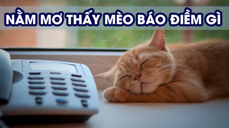 Giải mã chiêm bao thấy mèo