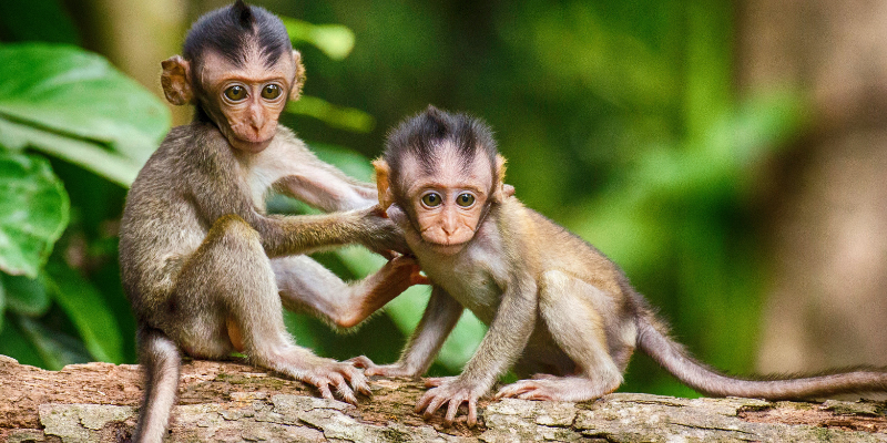 Chú ý lời ăn tiếng nói khi mộng thấy khỉ đang trèo cây