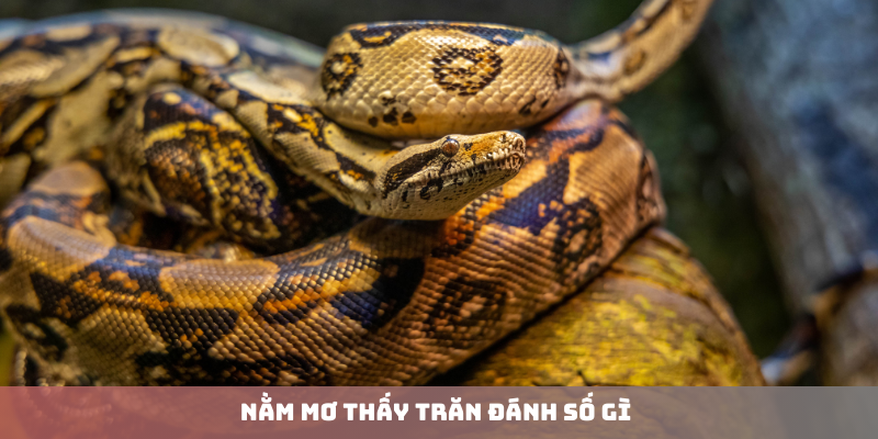 Nằm mơ thấy trăn đánh số gì? Giải mã điềm báo chiêm bao thấy trăn