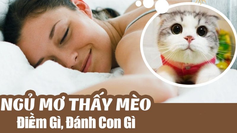 Số lô khi mơ thấy mèo chết